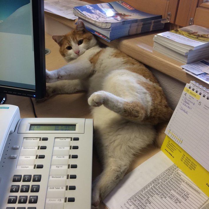 Liftkatze Charli spielt  | © Bergbahnen Fieberbrunn