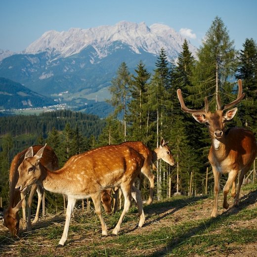Timoks Wildgehege | © Bergbahnen Fieberbrunn