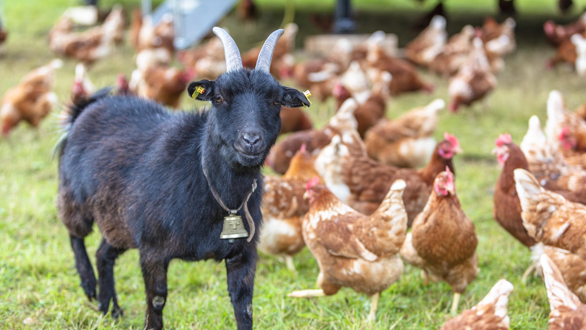 Hühner und Ziege