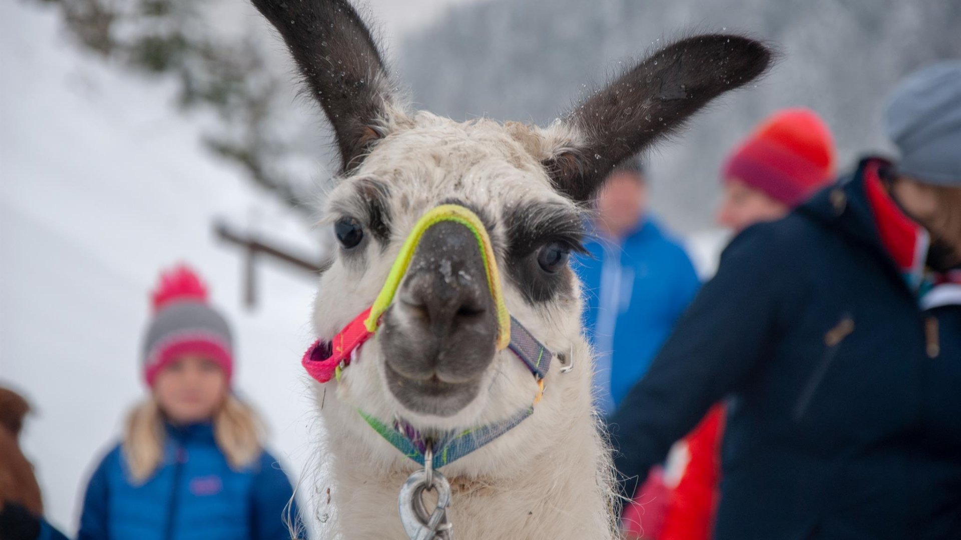 Abenteuer Lama 1 | © Petra Astner