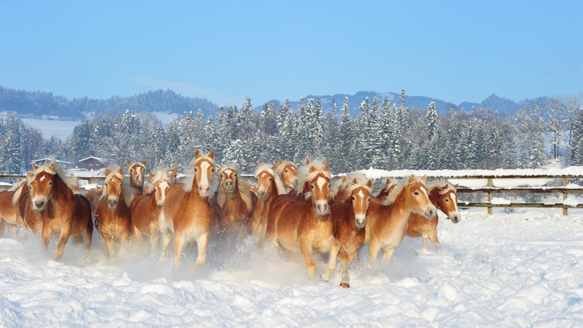 Fohlenhof Junghengste