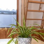 Photo of Apartment, bath, toilet, terrace